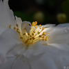 NIKON Zf と Voigtlander ULTRON 75mm F1.9 MC VM で