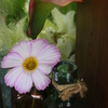 DAILY FLOWERS!!