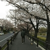 水元公園の桜