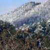 日本　雪の中のホオジロ、アカゲラ、ベニマシコ