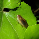 生き物雑記
