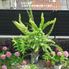 ユキヤナギの八重咲　挿し木にちょこっとの花が咲きました。