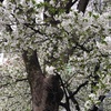 東京の桜は駆け足で