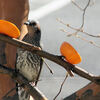 庭の野鳥たち（フィーダーはじめました）