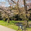 気付いてみれば、２ヶ月程、チャリに乗ってなかったわ！　　万博の桜は？