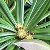 コウヤマキ　挿し木