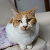 【雑】可愛い可愛い