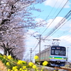 秩父鉄道の電車と桜のコラボを撮りに行ったのですが