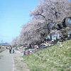 大河原桜まつり