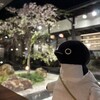 名物・夜桜とスイーツ！桜珈琲は今年も満開です(742)