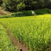 23/08/23　谷戸田の風景　田植えから74日目