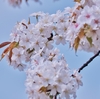 河川に咲く山桜 2024