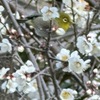 春立つ，立春，春来るを詠んだ短歌２　　春来る。やぶれしことのすべなきも　言には出でず　ひたぶるに居む　釈迢空　　葉山葵（はわさび）も藜（あかざ）の茎も酢に漬（ひ）でて貧しさたらふ春は来にけり　穂積忠　　節分に立春つづく二三日病みてつぶさに朝をむかふる　佐藤佐太郎　　立春のくもる葎（むぐら）に十姉妹（じゅうしまつ）遺棄せり　生かしおかるるわれが　塚本邦雄　　立春の過ぎたる空ゆ楽の音のこぼるるなしてガラス器並ぶ　醍醐志万子　　立春の卵立たねどある心ふいに見えきてひとり笑ふも　馬場あき子