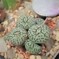 多様な多肉植物、コノフィツム その3 - tawashiatsume