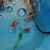 新たな春を迎える２歳魚の宿命