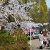 桜開花東山界隈その１