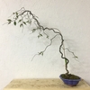 これからの時期の桜盆栽の剪定について