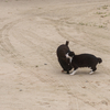 竹富島のねこさん