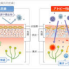 アレルゲンに負けない皮膚のバリア機能を強化する９つの方法！