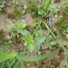 琉球の水生・湿生植物 ① アゼナ