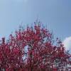宮城県 桜の名所 船岡城址公園 紅葉 見ごろ時期は？