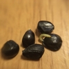 セアノサス🌳とタマスダレのタネ🌱
