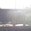 【bikeブログ】ツーリング#50東武動物公園