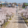 満開の桜道：高岡市伏木の十間道路