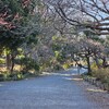 今日も強風🍃彡