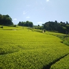 煎茶が出来るまで　～お茶が出来るまでを簡単にまとめました～