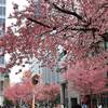 雨上がりの日本橋オカメザクラ開花状況｜2025年3月13日（東京都中央区）