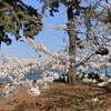 街角花暦　今日は流行りのソロ花見