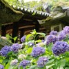 アジサイ寺