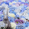 昭和記念公園へ紫陽花を見に行く