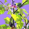 水耕栽培ナス更新剪定効果と花の規則性について気付き！