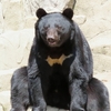 ツキノワグマに関する雑学！