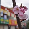 花冷え？花曇り？鼻づまり？今年の小金井桜まつりは2日開催？！