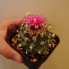 アロンソイの花が咲きまくっている