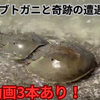 【奇跡の遭遇】カブトガニに出会ったよ！実際の動画3本つき【2025年夏・現地レポ】