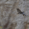 ３連休の鳥撮り