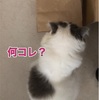 ナユちゃん(猫)、勝利する！？