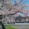 びわ湖大津館の桜散歩