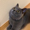 映画評論猫Asari☆「ヘッドハンター」を語る。シアターアサリ　スペシャル第5弾