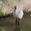 かわいいフラミンゴのヒナ・日本平動物園にて