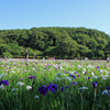 東村山・北山公園の花菖蒲