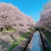 むかちんとグルメ～桜満開～