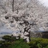 ワシントン靴桜「開花～満開」