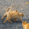 東北東部北離島のねこさん