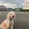 朝は雷雨