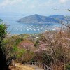 江田島　同期の千本桜